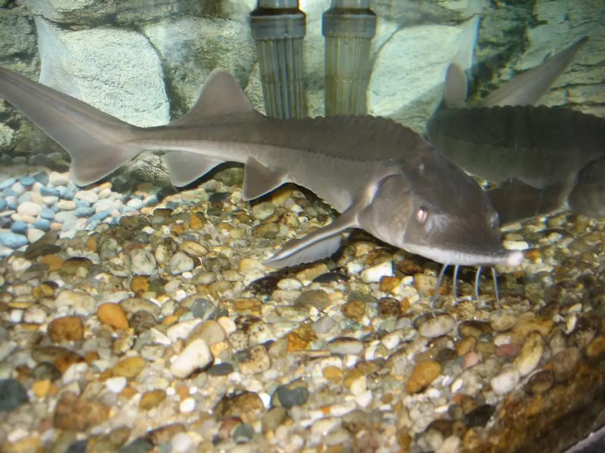 Zwei-Jungstoere-im-Becken-der-Stoerzuchtfarm-Le-Moulin-de-la-Cassadotte-im-franzoesischen-Arcachon-Stoere-aus-Sibirien-werden-ueberall-in-Europa-gezuechtet-mit-zunehmendem-Erfolg