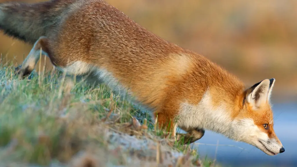 fuchs