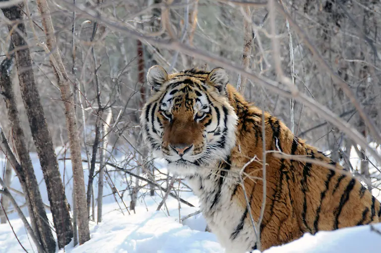 Amurtiger-ACHTUNG-Verwendung-nur-im-Zusammenhang-mit-der-Berichterstattung-und-mit-Urheberhinweis