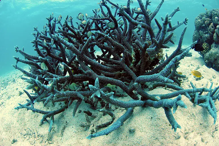 Great-Barrier-Reef-koralle