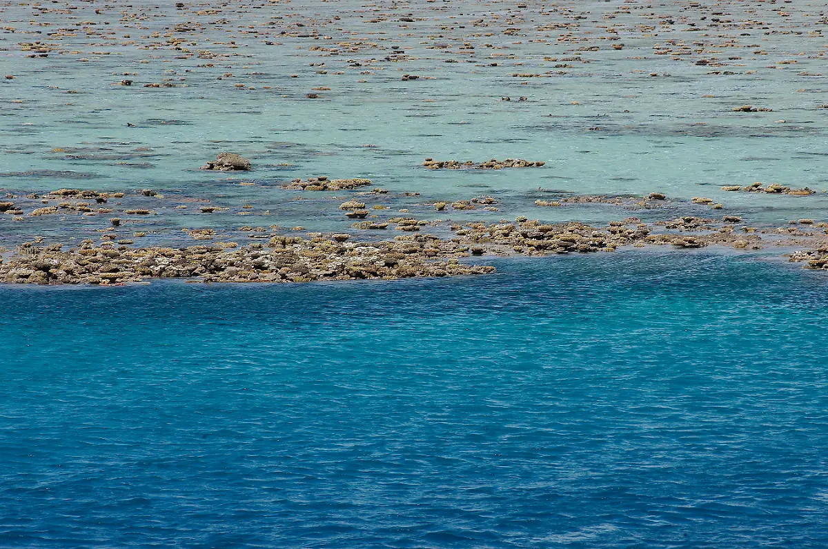 Great-Barrier-Reef-wale