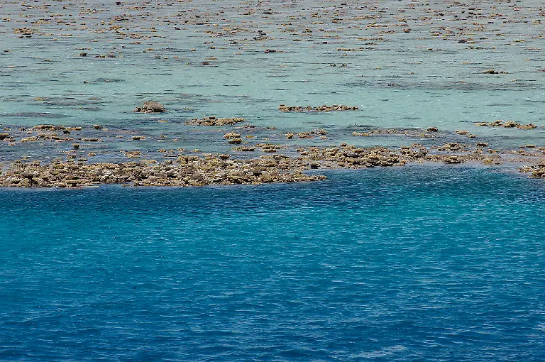 Great-Barrier-Reef-wale