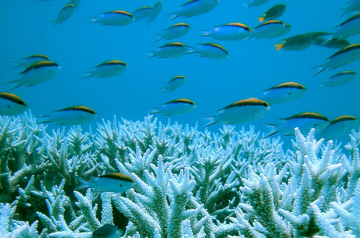 Great-Barrier-Reef-Korallen-Fische