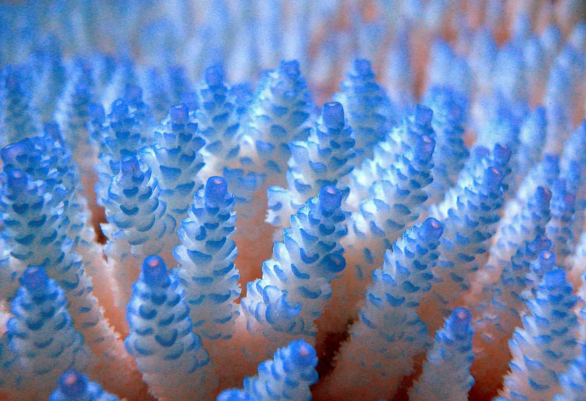 Great-Barrier-Reef-Korallen