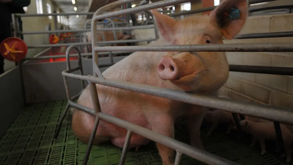 2veg4015-jpg2170514626733001427