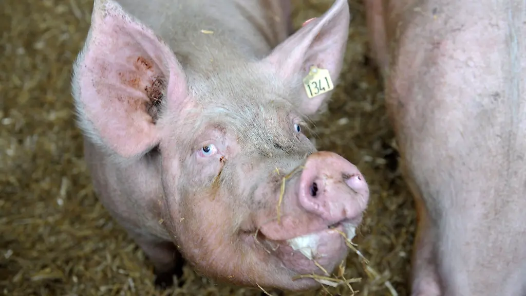 2veg3709-jpg7572421428252208623