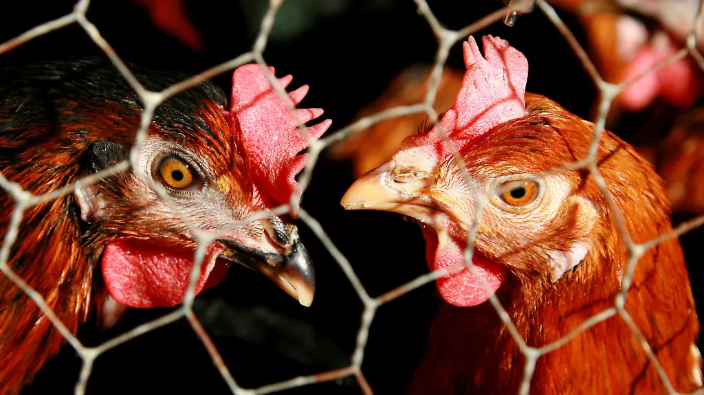 2vds4701-jpg4538705513433651370