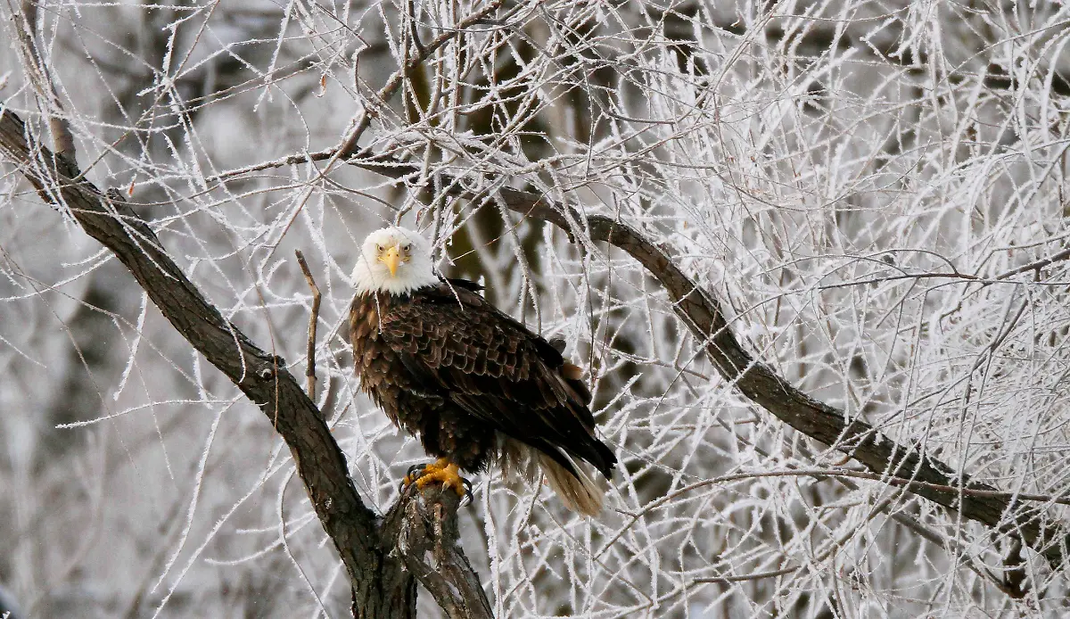 Winter-Weather-IACN101-jpg1122522981476082231