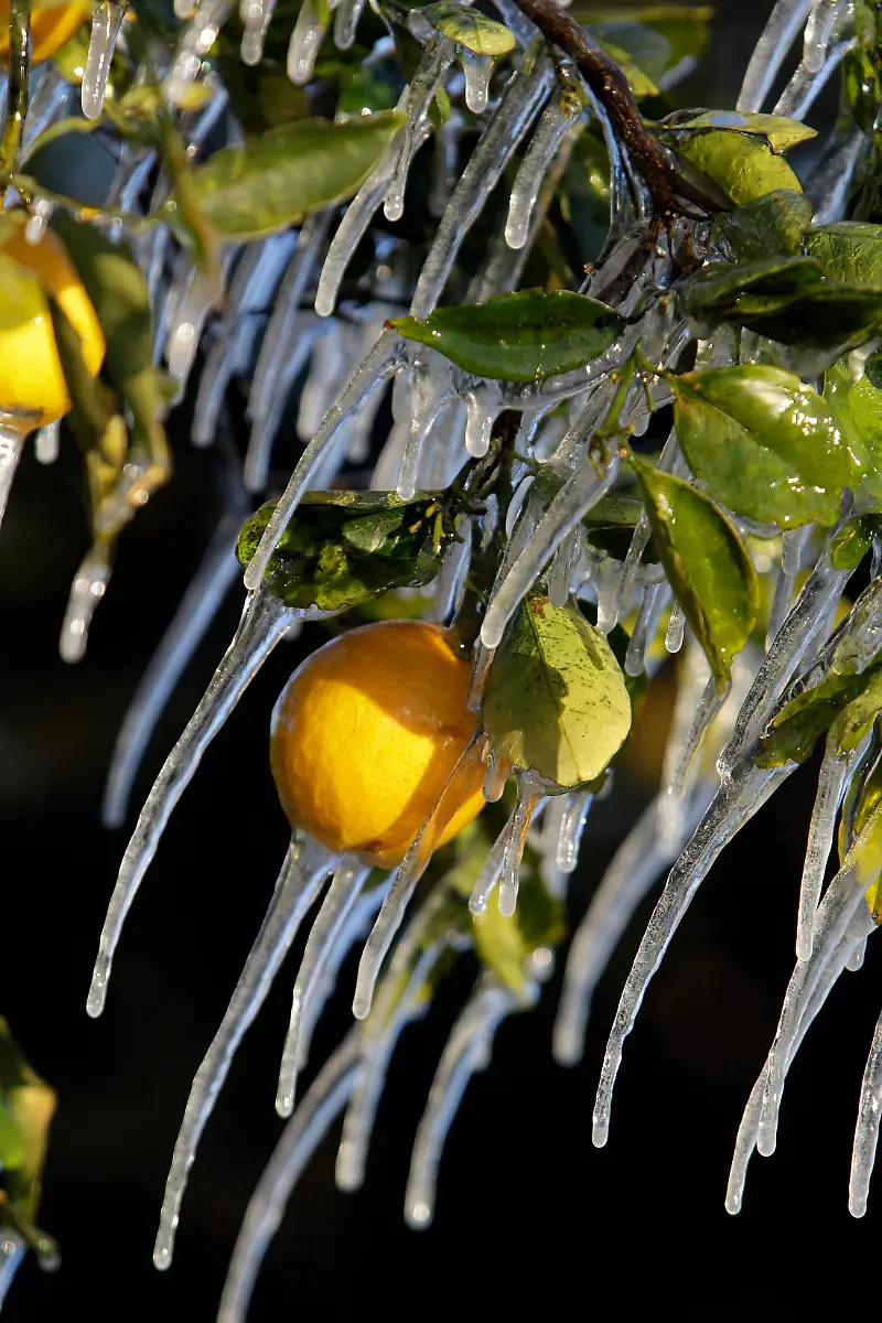 Florida-Weather-FLJR102-jpg4771905211607816645