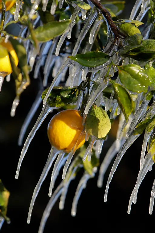 Florida-Weather-FLJR102-jpg4771905211607816645