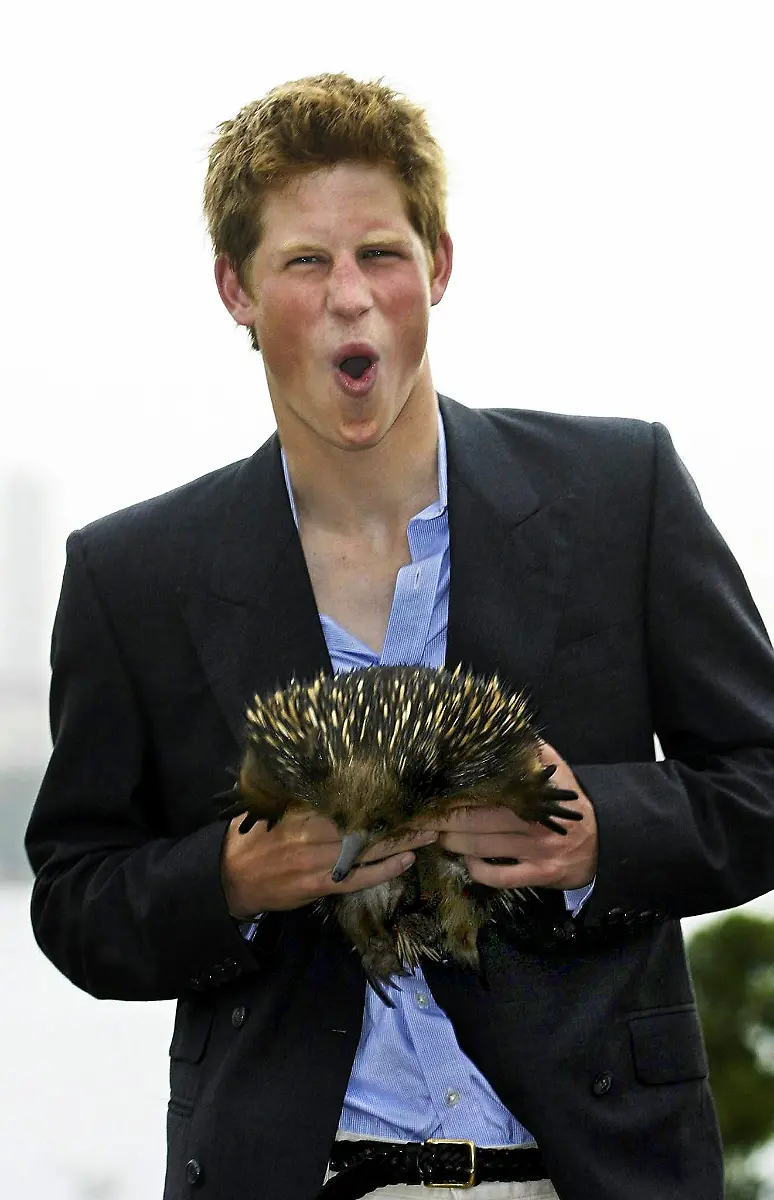 schnabeligel-Ameisenigel-Prinz-Harry