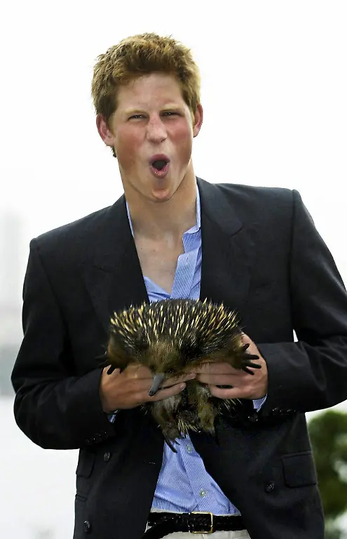 schnabeligel-Ameisenigel-Prinz-Harry