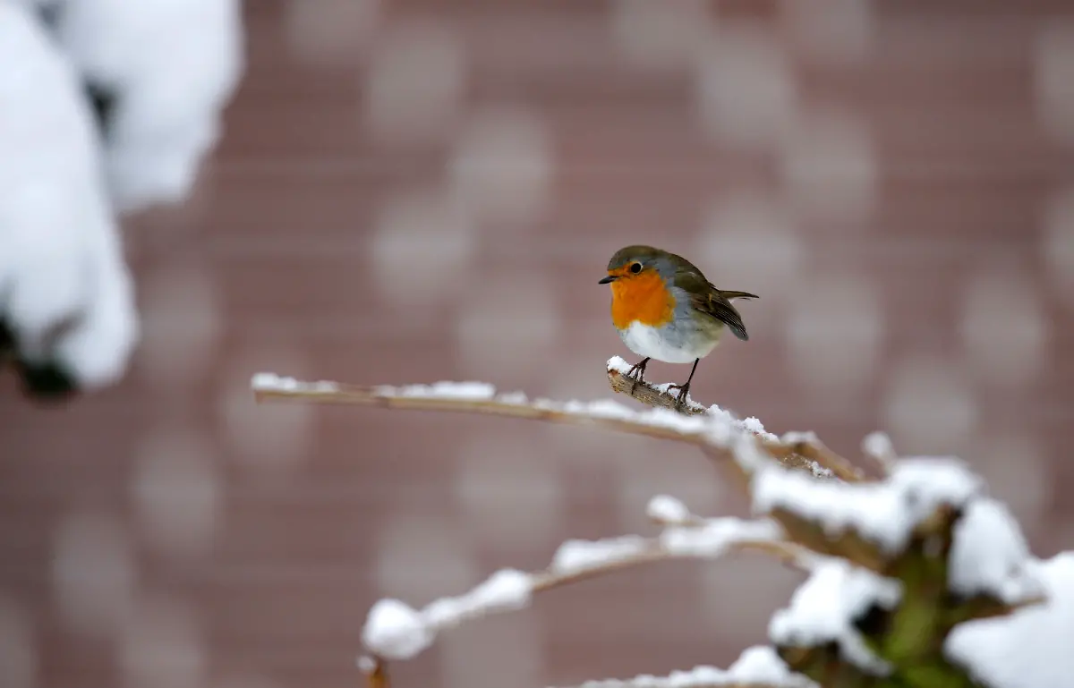 2v3o1508-jpg1899783784969094282