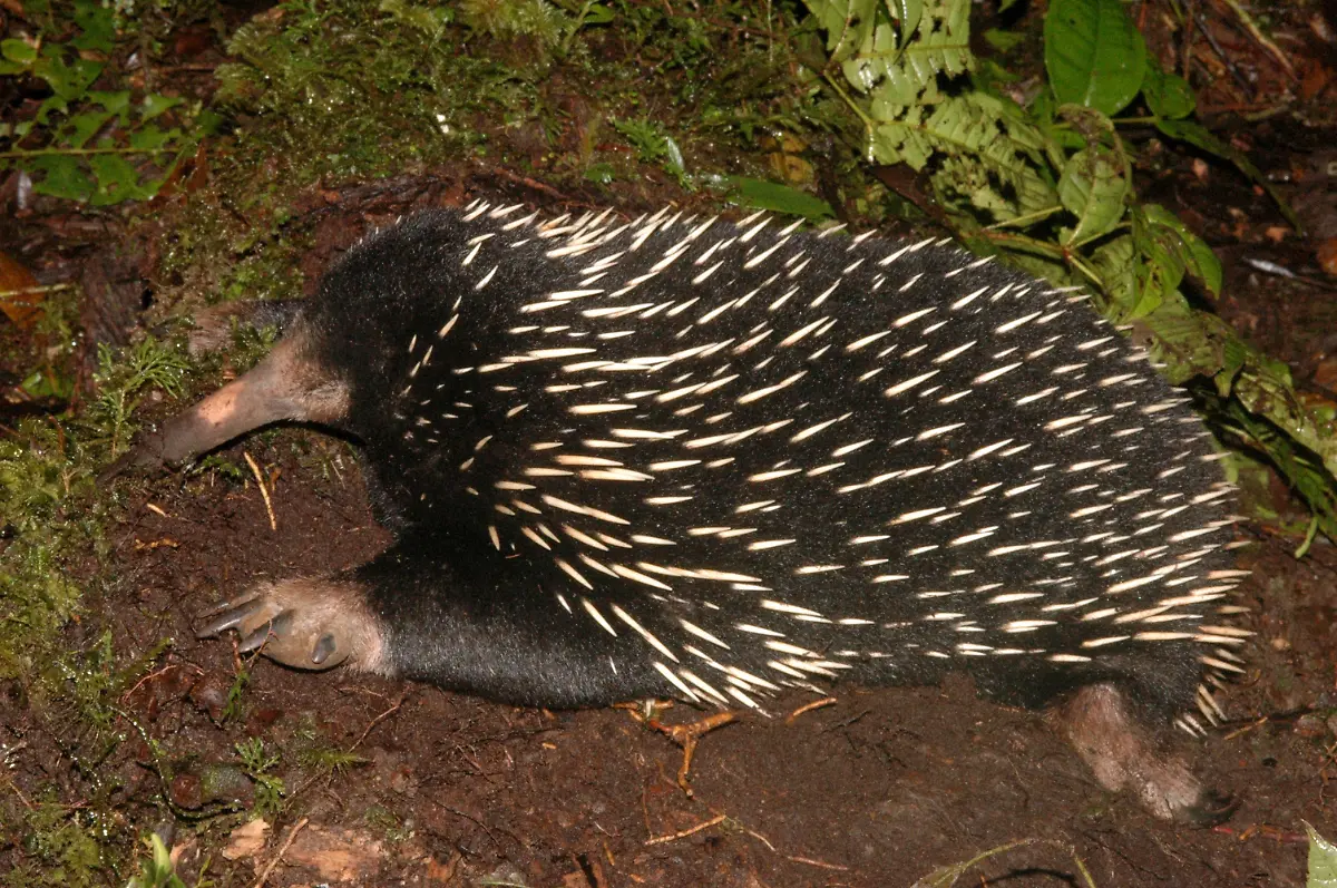 Echidna