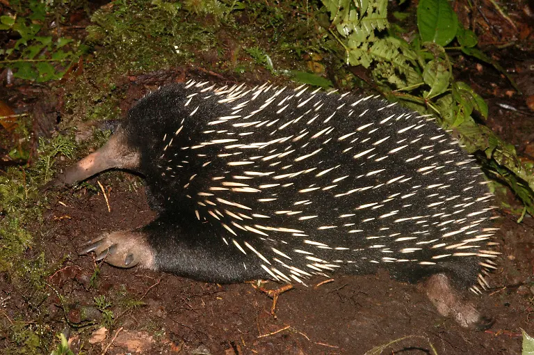 Echidna