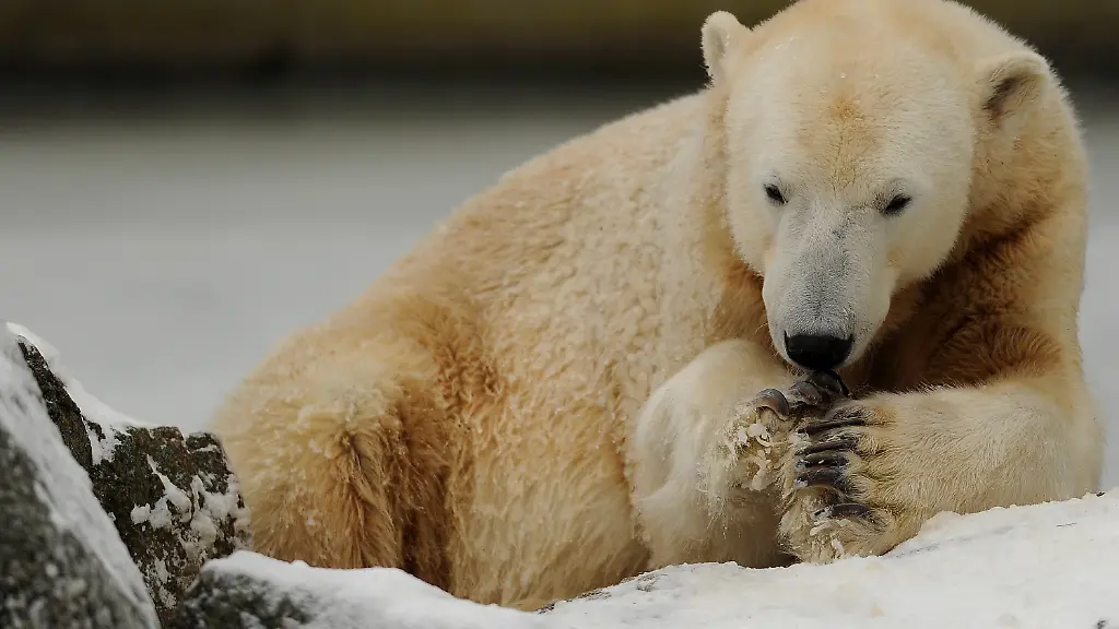 031210MUC306-031210MUC306-jpg4630470537162973469