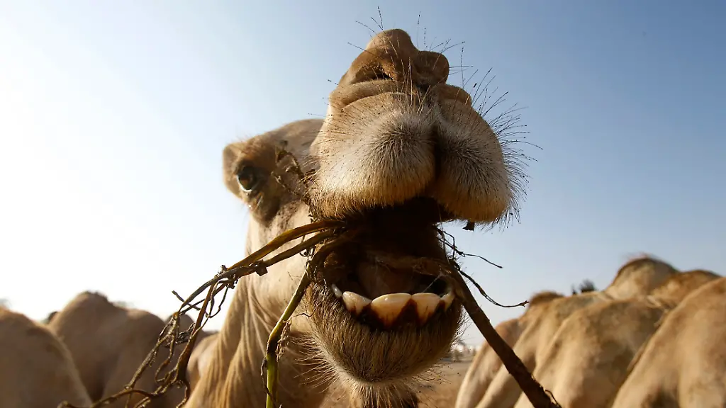 2010-11-27T194133Z-01-ADEN04-RTRMDNP-3-YEMEN-JPG8688636982283357690