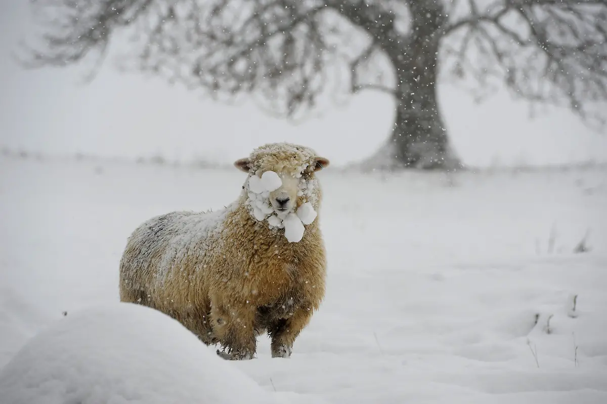 2010-12-01T160407Z-01-NVR19-RTRMDNP-3-BRITAIN-WEATHER-JPG8797928403607812532