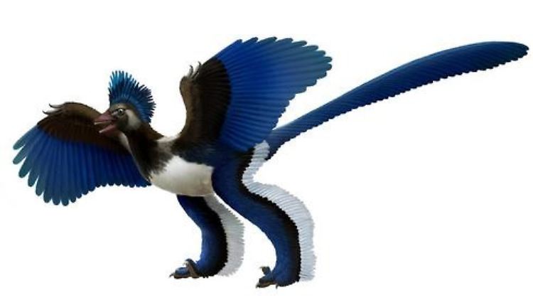 Xiaotingia zhengi in der Rekonstruktion: mit dem Archaeopteryx zwar eng verwandt, aber zu einem parallelen Zweig der Vögel gehörig.