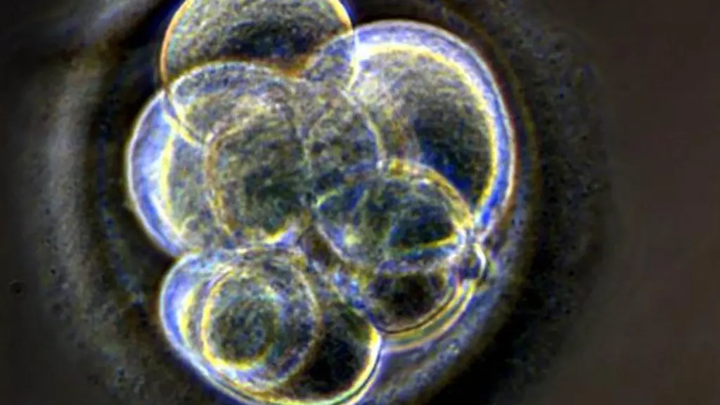 embryo