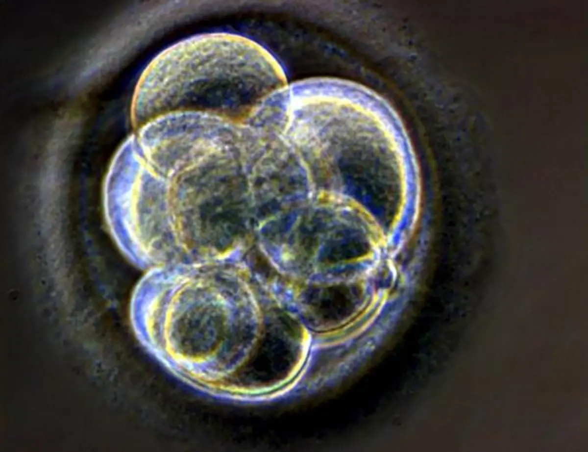 embryo