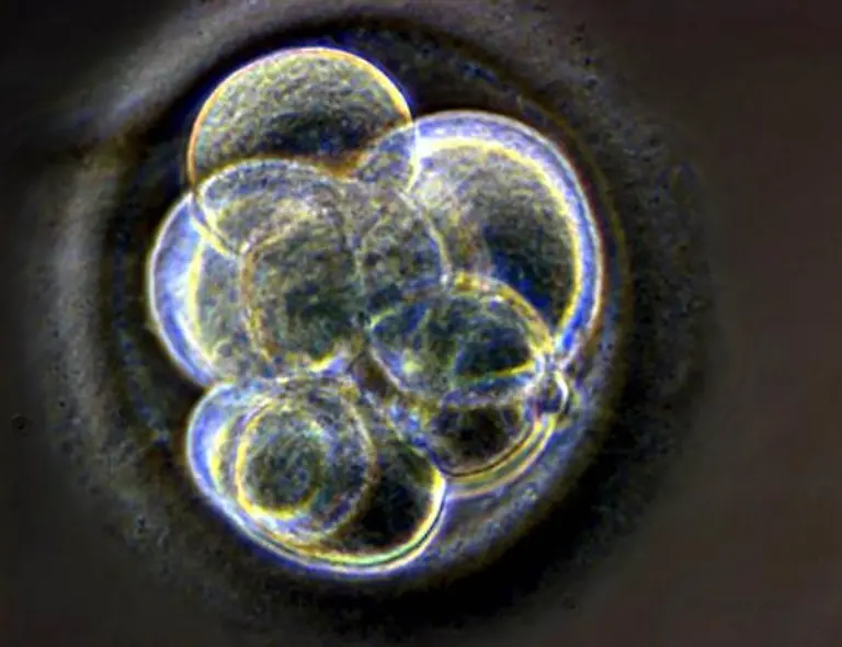 embryo