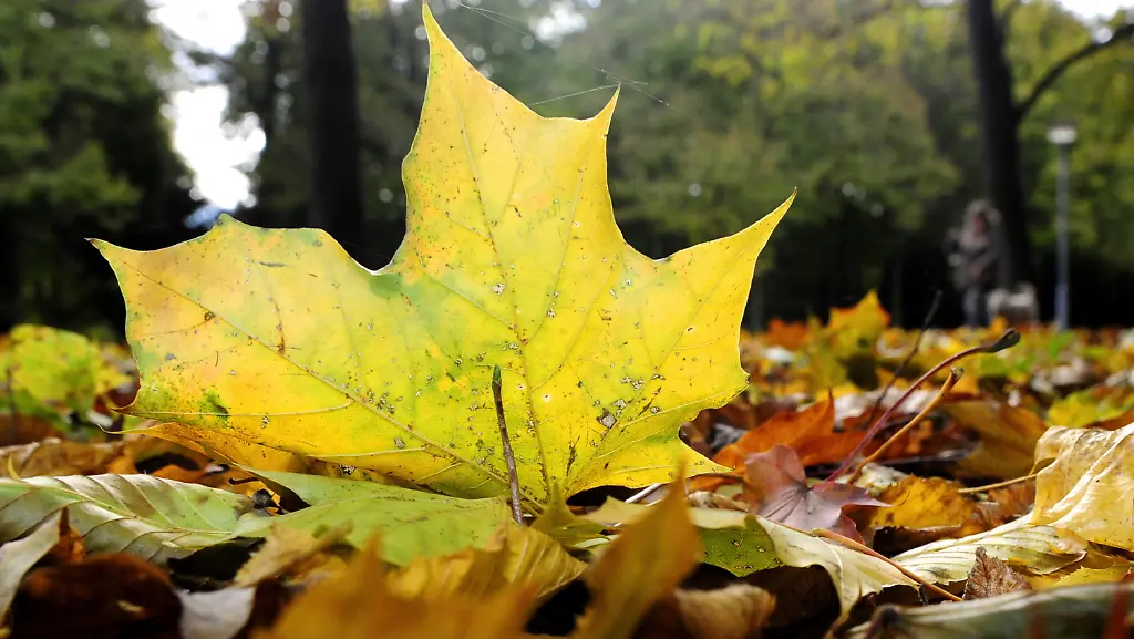 221010dre101-221010dre101-jpg48623912438255938