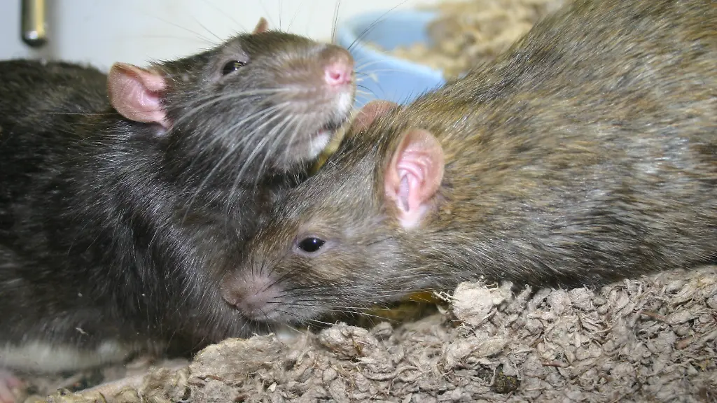 ratten3