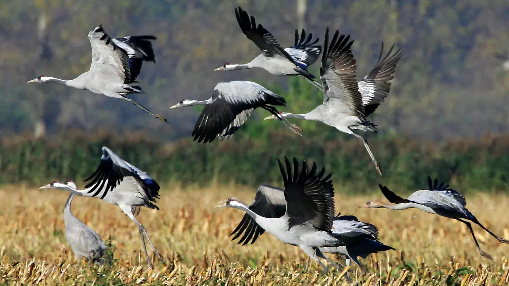 151007BER100-151007BER100-jpg8031025390226024385