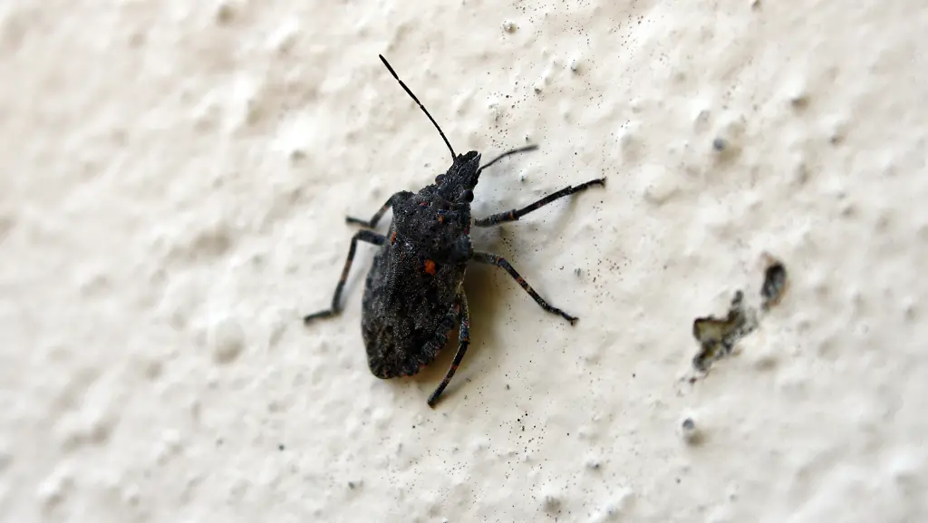 2tth0025-jpg8901042071287792837