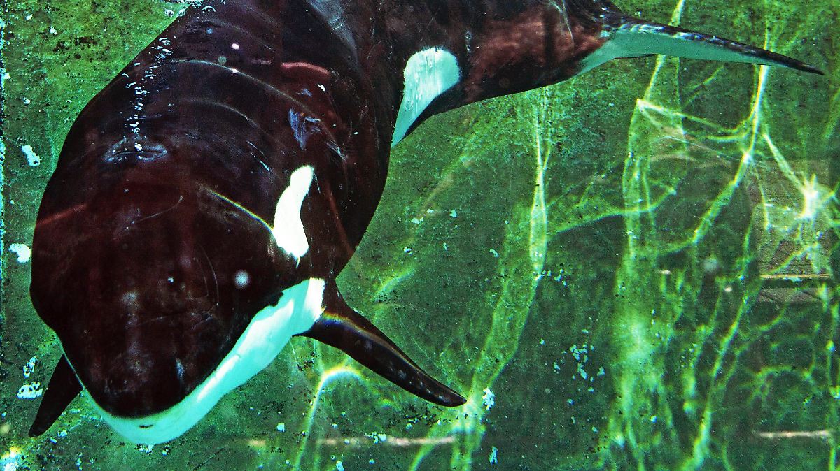 Nachwuchs in Florida: Orca Katina gebärt siebtes Kalb - ntv.de