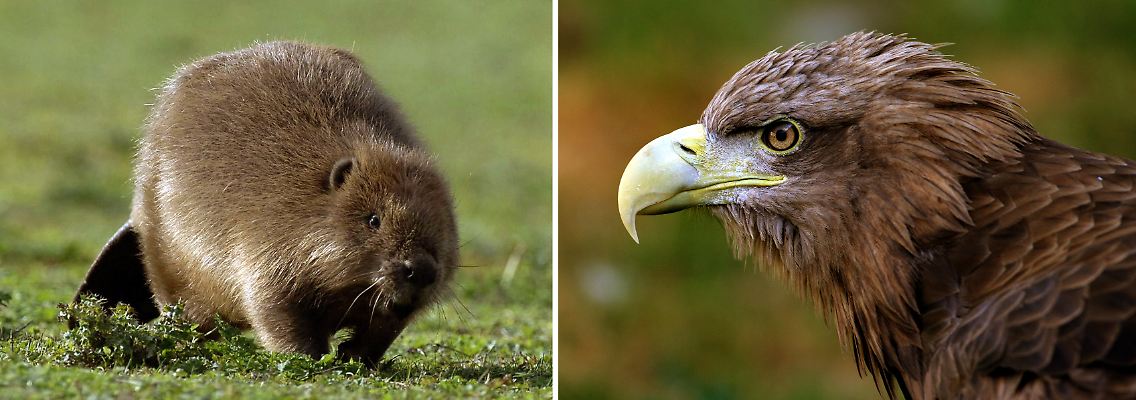 Auch Biber und Seeadler sind vom Aussterben bedroht und müssen deshalb besonders geschützt werden.