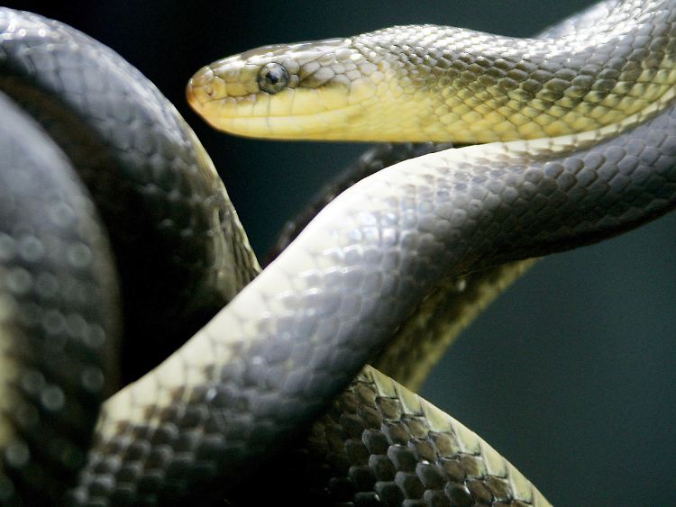 Äskulap-Natter ist nur noch selten in Deutschland anzutreffen.