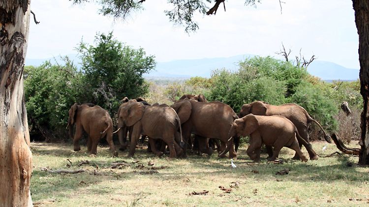 In Kenia vermehren sich Elefanten besonders gut.