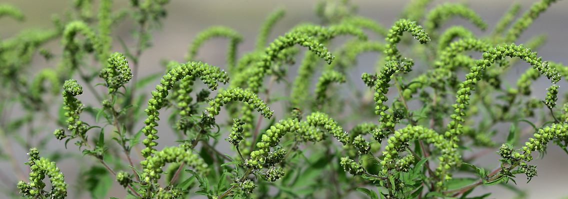 Ambrosia trägt das stärkste aller Pollen-Allergene.
