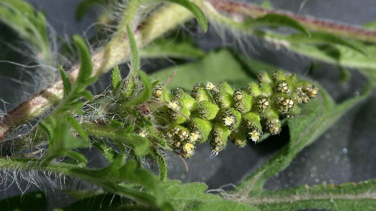 Pollenstand einer Beifuß- Ambrosie-Pflanze (Ambrosia artemisiifolia).