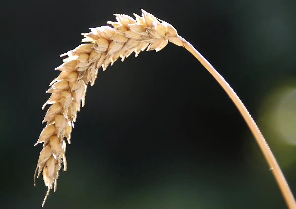 2swe2324-jpg7177997716377082087