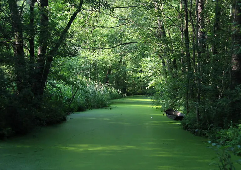Spreewald-1