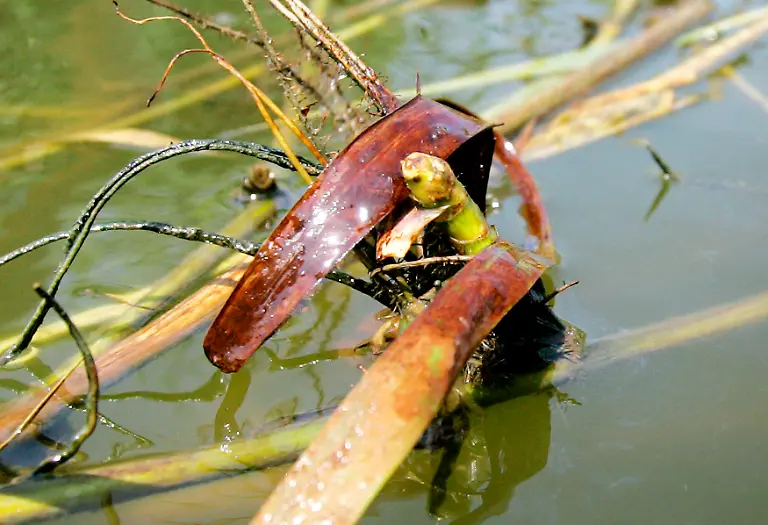 2010-08-02T000752Z-01-VEN001-RTRMDNP-3-OIL-SPILL-JPG7084606251887913478