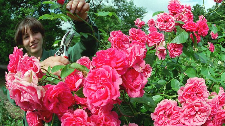Die Verbindungen der Nervenzellen im Hirn brauchen Pflege - vergleichbar mit den Rosen im Frankfurter Palmengarten, die eine Gärtnerin beschneidet. (Archivbild)