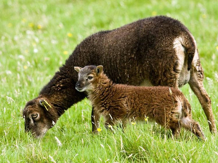 Ein Soay-Schaf und ein Lamm grasen auf einer Wiese des schottischen St.-Kilda-Archipels.