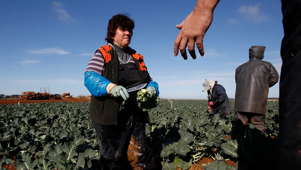 In-Australien-beginnt-die-Broccoli-Ernte-Saisonhelfer-gehen-dem-Kohlgewaechs-hier-in-der-Naehe-von-Melbourne-mit-groben-Messern-an-den-Strunk