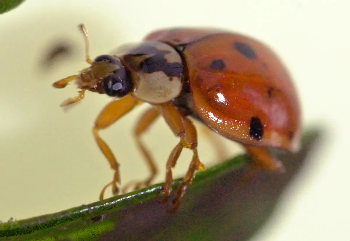 asiatischer-marienkaefer