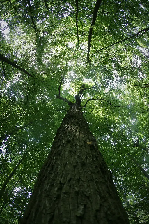 baum