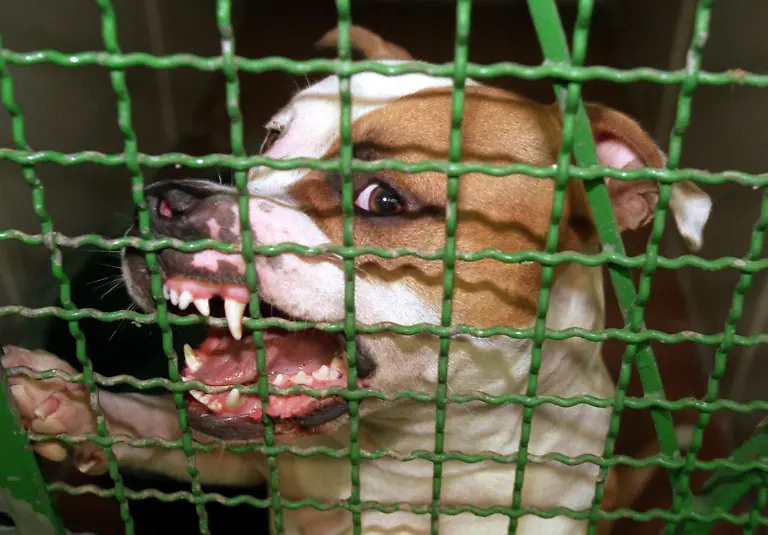 pitbull