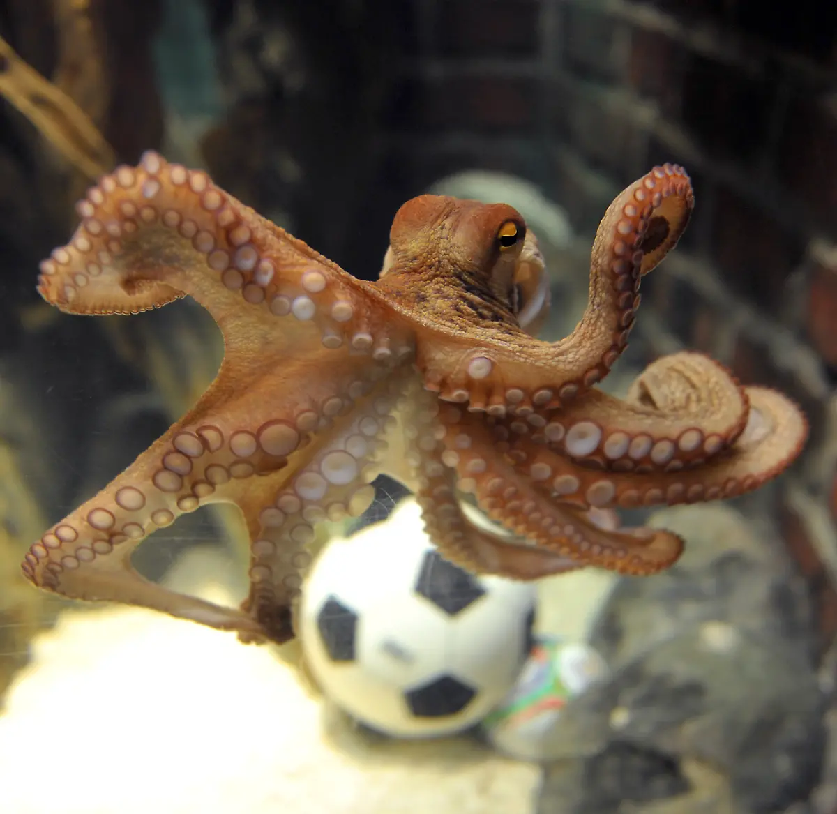 DEU-Fussball-WM-Tiere-Orakel-MKR106-jpg2715873108735394221