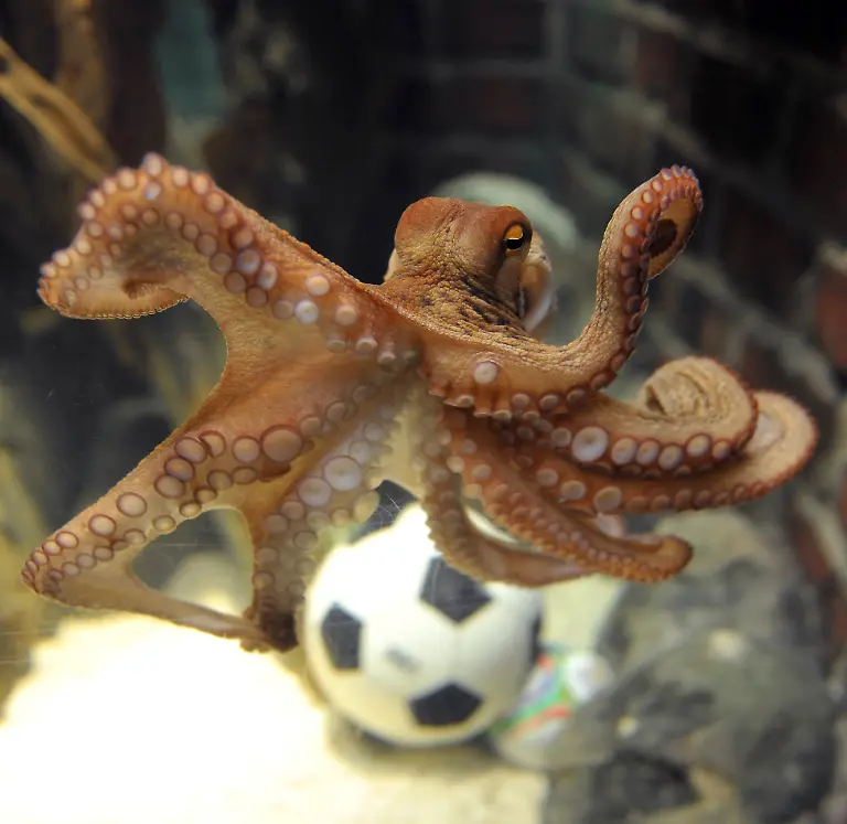 DEU-Fussball-WM-Tiere-Orakel-MKR106-jpg2715873108735394221