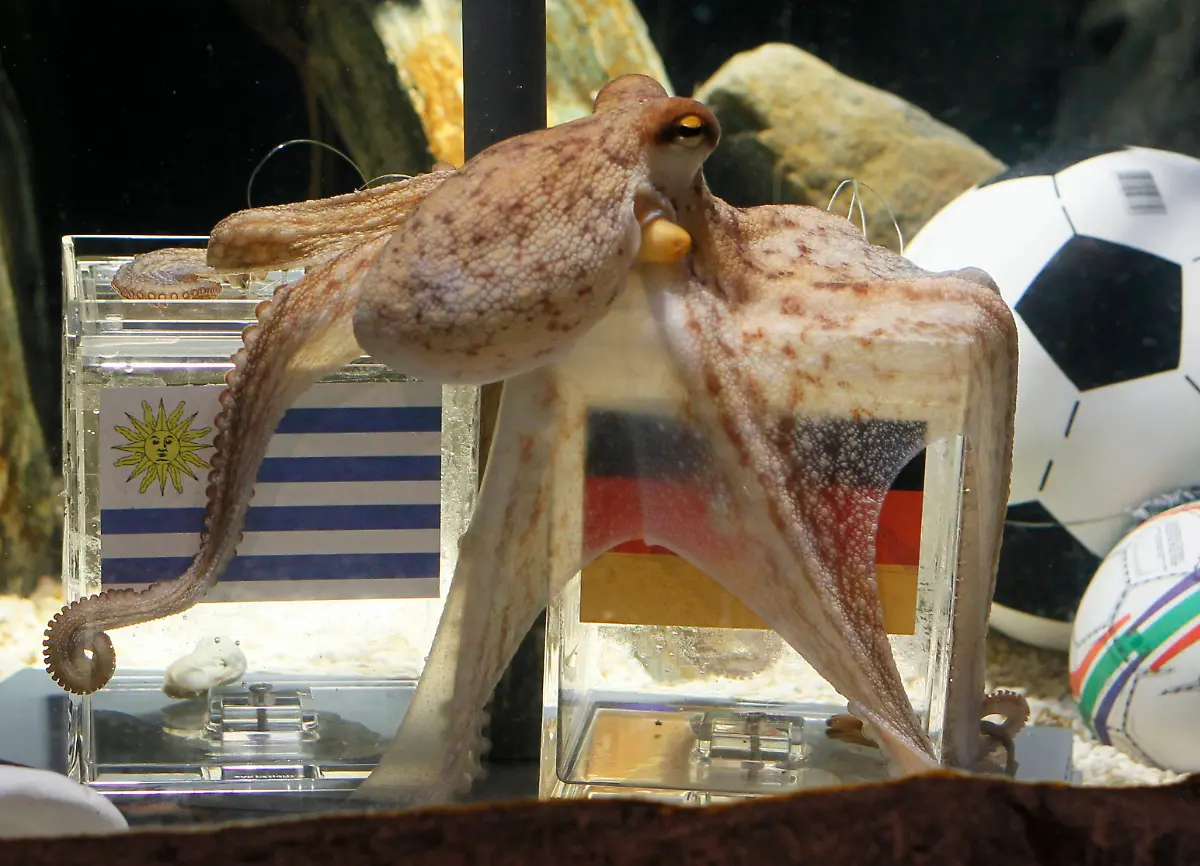 2010-07-09T114801Z-01-WR14-RTRMDNP-3-SOCCER-WORLD-OCTOPUS-JPG7080827796321589564