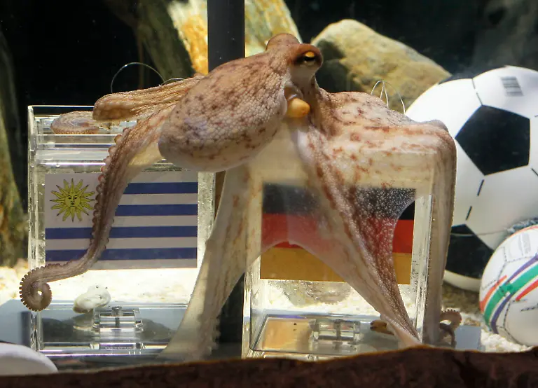 2010-07-09T114801Z-01-WR14-RTRMDNP-3-SOCCER-WORLD-OCTOPUS-JPG7080827796321589564