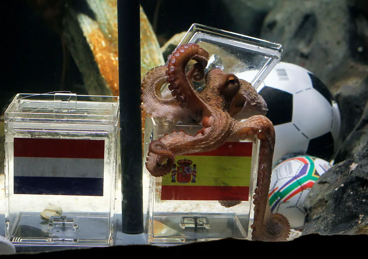 2010-07-09T114652Z-01-WR09-RTRMDNP-3-GERMANY-OCTOPUS-SOCCER-JPG7486749143053226980